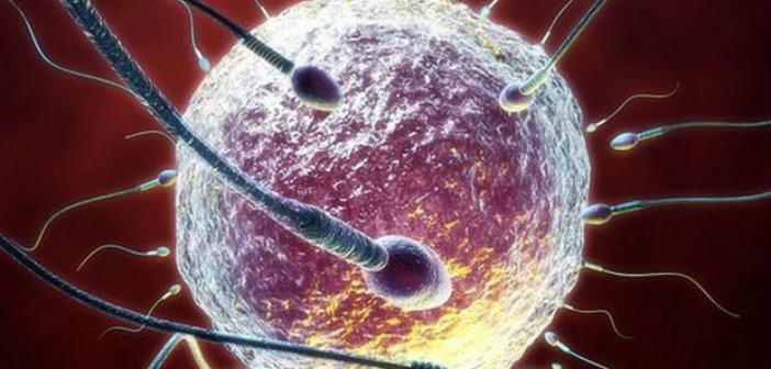 Σπερματοζωάρια από δερματικά κύτταρα ανδρών