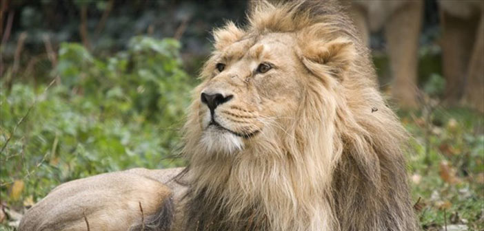 Απειλούνται με εξαφάνιση τα ασιατικά λιοντάρια
