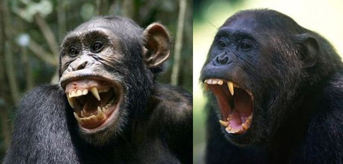 Κι όμως, οι χιμπατζήδες έχουν δολοφονικά ένστικτα!