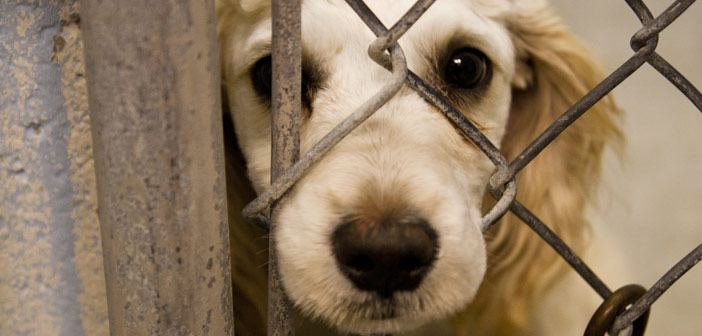 FBI: Έγκλημα κατά της κοινωνίας η κακοποίηση ζώων