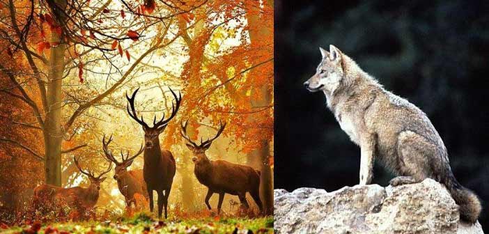 Βάζουν τον λύκο να φυλάει τα… δάση σε ΗΠΑ και Βρετανία