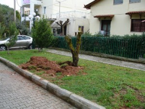 Ελαιόδεντρο - προσφορά της ΕΡΓΑ ΟΣΕ μεταφυτεύθηκε στον Δήμο Λυκόβρυσης - Πεύκης