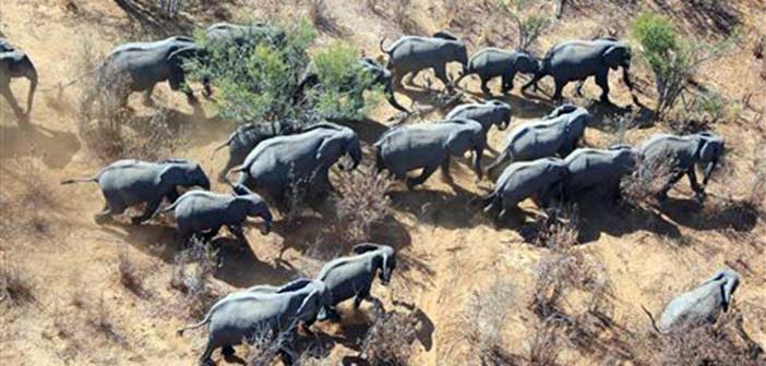 Μειώνεται ανησυχητικά ο αριθμός ελεφάντων στην Αφρική