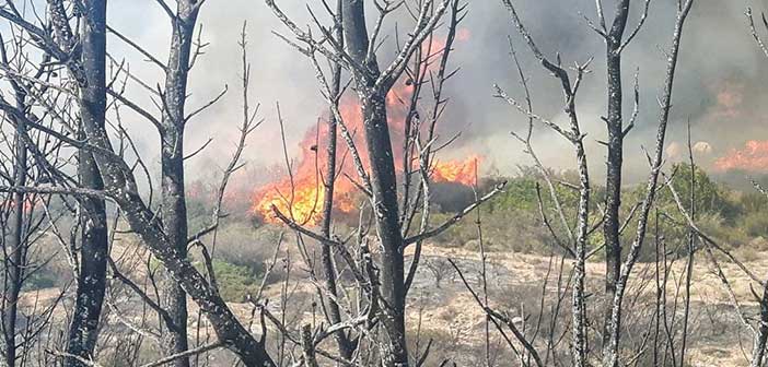 Φωτιά σε δασική έκταση στο Κρυονέρι – Ένας νεκρός
