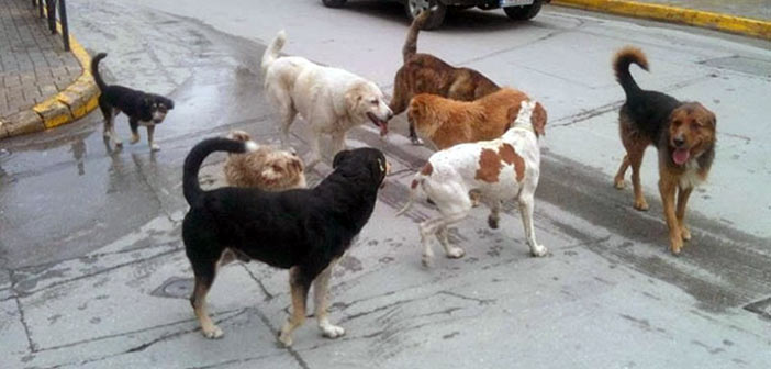 Επίθεση «αγέλης» σκύλων στον Διόνυσο: Δύο σοβαρά τραυματίες