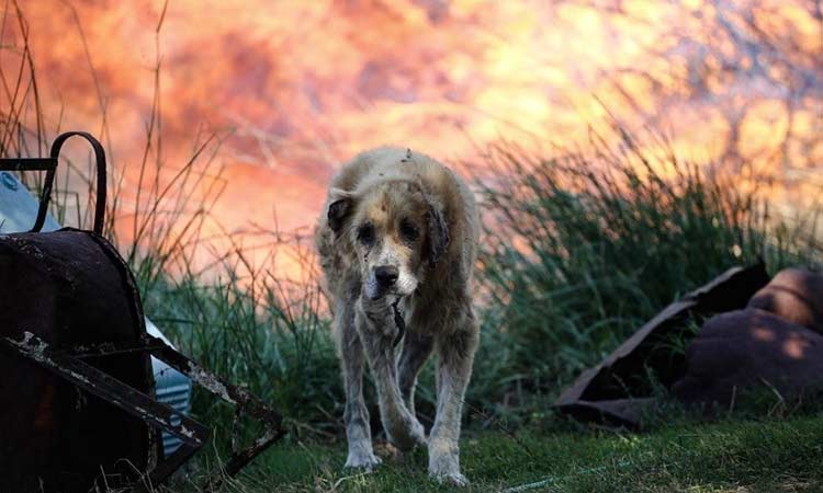 Είδη πρώτης ανάγκης για την περίθαλψη των ζώων που επλήγησαν από τη φωτιά στην Κορινθία συγκεντρώνει ο ΟΚΠΑ Δήμου Βριλησσίων
