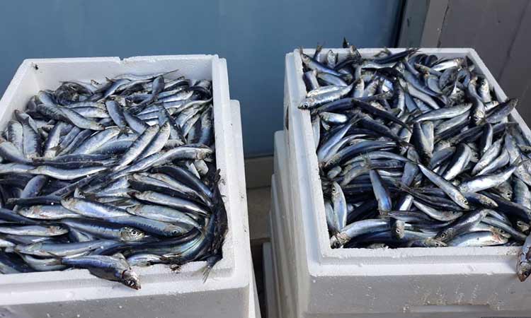 Φρέσκα ψάρια διανεμήθηκαν στους δικαιούχους του Κοινωνικού Παντοπωλείου Δήμου Λυκόβρυσης-Πεύκης