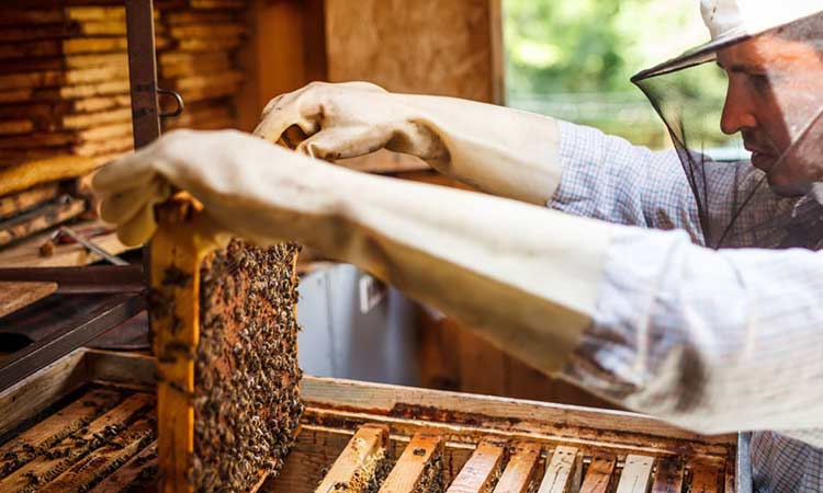 Δήμος Πεντέλης: Οδηγίες προς μελισσοκόμους για την αποφυγή πυρκαγιάς