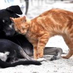 Ποια θέματα ανέδειξε ο ΠΕΦΙΠΟ για τη διαχείριση των αδέσποτων στο Μαρούσι