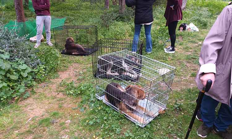 Σε νοσοκομείο ζώων μεταφέρθηκαν τα σκυλιά της αγέλης από το πάρκο Στρατάρχου Αλέξανδρου Παπάγου