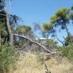 Ένα ακόμη βήμα μπροστά για την απόκτηση του δάσους Παπαδημητρίου στα Μελίσσια