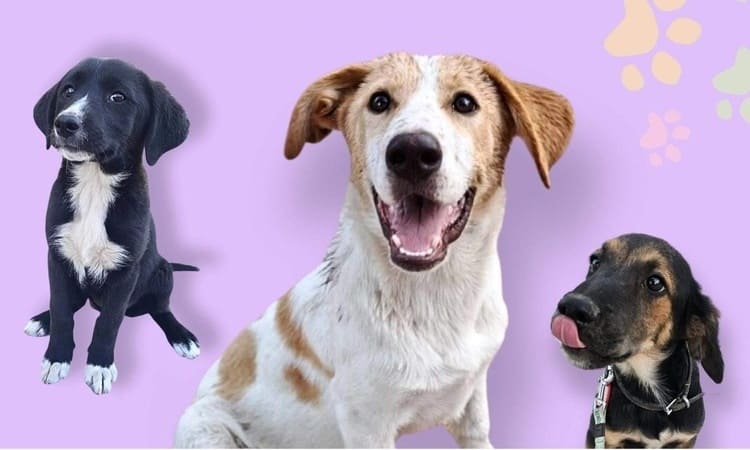 Γιορτή υιοθεσίας αδέσποτων ζώων στις 10/9 στα Βριλήσσια