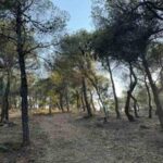 Δράση εθελοντικού καθαρισμού στο δάσος Αγ. Θεοκλήτου στα Βριλήσσια