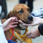 Γιορτή υιοθεσίας αδέσποτων την Κυριακή 26 Απριλίου στο πάρκο «Μ. Θεοδωράκης»