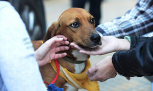 Γιορτή υιοθεσίας αδέσποτων την Κυριακή (26/4) στο πάρκο «Μ. Θεοδωράκης»