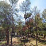 Σύλλογος Κατοίκων Τσακού: Ζητά άμεση συζήτηση στο Δ.Σ για την ασφάλεια του λόφου