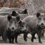 Δράσεις συνεργείων δίωξης αγριόχοιρων σε περιοχές του Δήμου Κηφισιάς