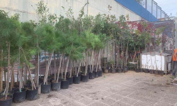 Ανανέωση του πρασίνου στο Ηράκλειο Αττικής με 150 νέα δένδρα