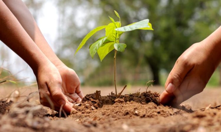Εθελοντική δενδροφύτευση στο Πεντελικό Όρος από τον Δήμο Κηφισιάς και τον ΣΠΑΠ