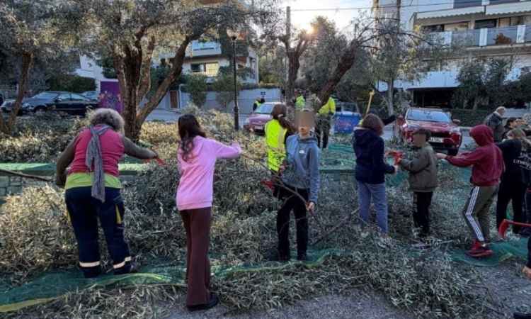 Ολοκληρώθηκε η δράση συλλογής καρπών από τα ελαιόδενδρα στον Δήμο Παπάγου – Χολαργού