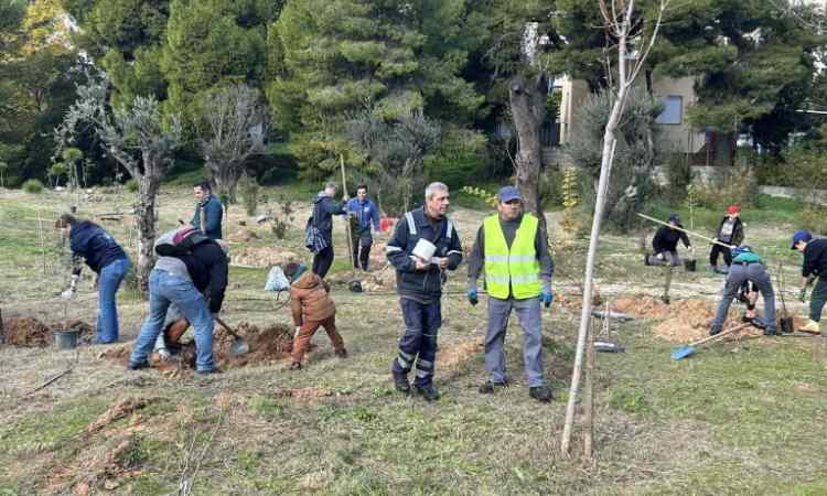 115 δένδρα και θάμνοι φυτεύτηκαν στη συμβολή της οδού Φραγκοκκλησιάς και της Λ. Πεντέλης
