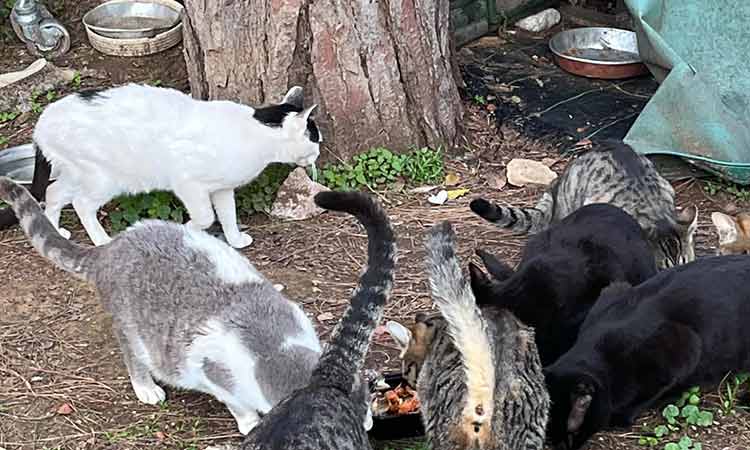 Φιλοζωική οργάνωση SAVE: Απαξίωση και τιμωρητική συμπεριφορά εκ μέρους του Δήμου Λυκόβρυσης – Πεύκης