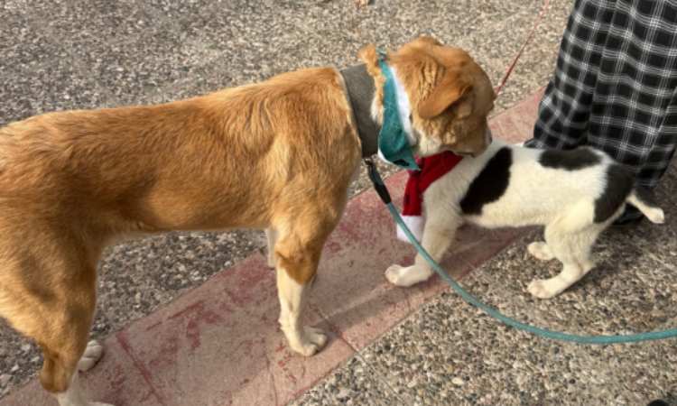 Πραγματοποιήθηκε η Ημέρα Υιοθεσίας Ζώων Συντροφιάς στη Μεταμόρφωση