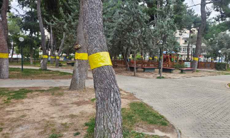 Ειδικές κολλητικές ταινίες σε κορμούς πεύκων τοποθέτησε ο Δήμος Νέας Ιωνίας