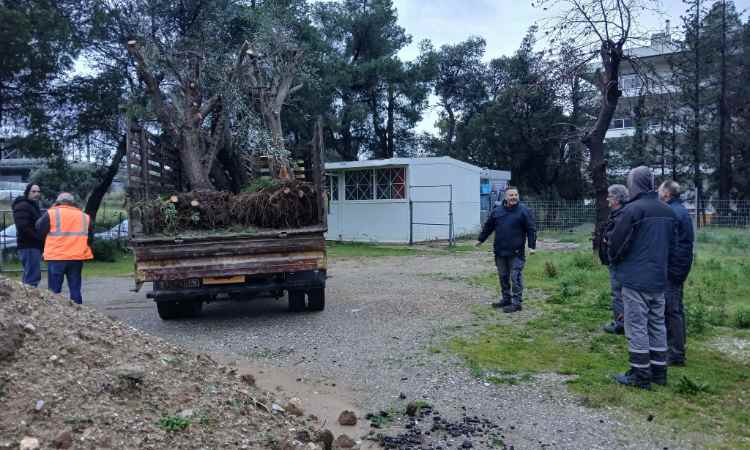 Δέκα επιπλέον αιωνόβιες ελιές μεταφυτεύτηκαν στα πάρκα του Δήμου Ηρακλείου Αττικής