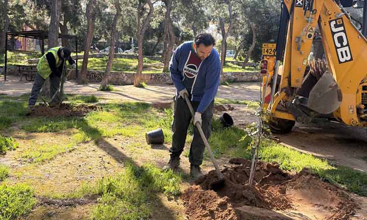 Φυτεύθηκαν 41 νέα δένδρα στο άλσος «Α. Παπανδρέου» στον Χολαργό