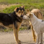 Υπεγράφη η σύμβαση για την εκπαίδευση αδέσποτων ζώων