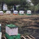 Αθώος ο μελισσοκόμος για τη φωτιά στο Άλσος Βεΐκου