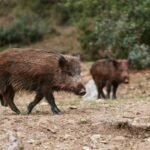 Δράσεις συνεργείων δίωξης των αγριόχοιρων σε περιοχές του Δήμου Κηφισιάς