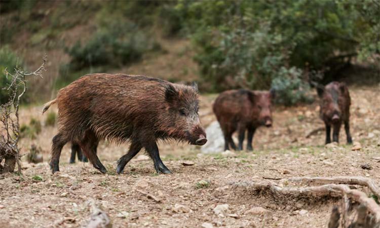 Δράσεις συνεργείων δίωξης των αγριόχοιρων σε περιοχές του Δήμου Κηφισιάς