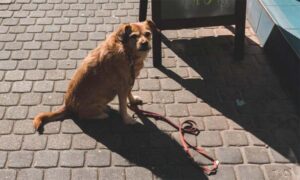 Σκύλος τραυμάτισε 66χρονο και σκότωσε το κατοικίδιό του