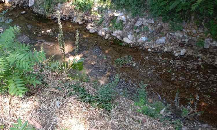 «Συνεχιζόμενη εκροή βοθρολυμάτων στη Ρεματιά Χαλανδρίου»