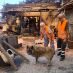 Συνεχίζονται μέσα στα καμένα οι διασώσεις ζώων από το ΔΙΚΕΠΑΖ