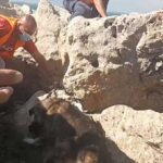 Μάχη για τη διάσωση των ζώων σε Πόρτο Γερμενό και Μέγαρα