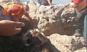 Μάχη για τη διάσωση των ζώων σε Πόρτο Γερμενό και Μέγαρα