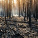 Στάχτη το 42% των δασών της Αττικής μέσα στην τελευταία 10ετία