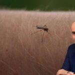 Λυκόβρυση Πεύκη Μαζί: Τι μέτρα πρόληψης πήρε ο Δήμος για τον ιό του Δυτικού Νείλου;