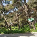 Οριστικά δάσος οι «Εξοχές Χωροφυλακής» στα Μελίσσια