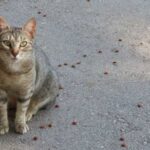Δράση αφιερωμένη στις γάτες των Βριλησσίων στις 13 και 20/9
